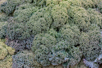 Grünkohl  (Brassica oleracea var. sabellica L.)