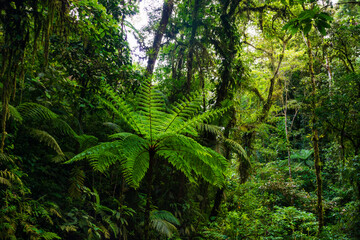 Fototapeta premium tropical forest in central america