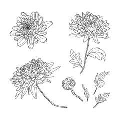 Set of hand drawn chrysanthemums