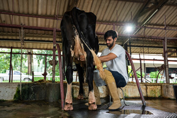 Caucasian professional male dairy farmer milking the cow in cowshed. 