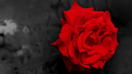 Red rose on a B&L background