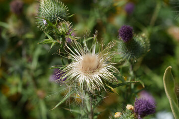 Distel
