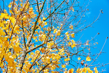 Autumn background. Autumn tree with colored leaves against blue sky