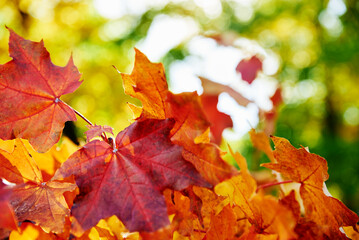 Autumn background. Colorful maple leaves with sun light, close up