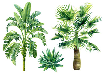 Fototapeta palm trees set on isolated white background, watercolor illustration. Jungle design obraz