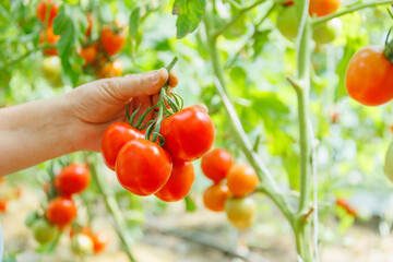 cropped of hands of farmer holding fresh tomato. harvested at the moment on countryside...