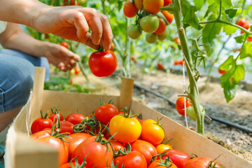a woman hands picks ripe tomatoes from a branch putting in box. harvest concept. hands close up....