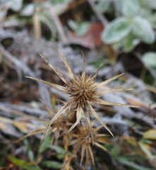 Ordesa, camino a la Cola de Caballo, en pleno otoño.