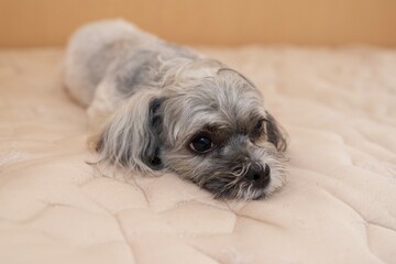 Naklejka na ściany i meble ベッドの上でくつろぐ可愛い犬