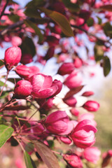 Close up of flowering decorative pink apple tree. Beautiful bloom garden. Selective focus.