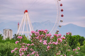 Ferris wheel in amusement park against sky background. Entertainment and fair concept. Blooming shrub in park in foreground