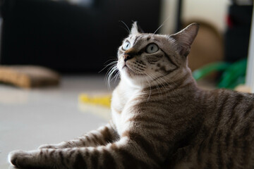 Thai cat in Bangkok Thailand.