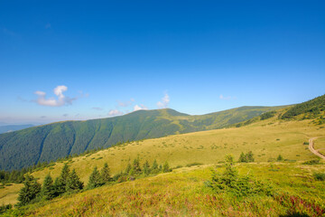 mountainous countryside landscape in morning light. coniferous trees on the hills and meadows. tourism and vacation season in carpathian mountains