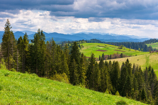 forest on the grassy hills an meadows. mountain landscape in spring rolling in to the distant ridge. sunny weather with clouds. green nature scenery in dappled light
