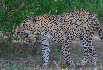 Leopard in sunlight; Leopard walking in sun light; leopard in golden light; Sri Lankan leopard from Yala National Park.	
