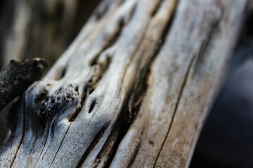 Fototapeta premium close up of a particular log