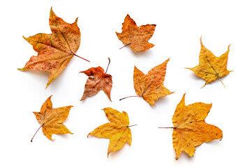 Composition of eight dried autumn maple leaves isolated on white background