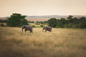 Fototapeta na wymiar Mother and young elephant in Maasai Mara Kenya Tanzania. Travel and safari concept.