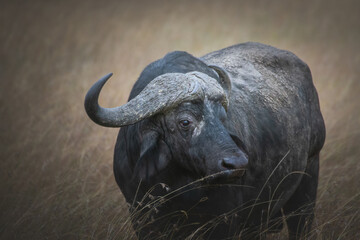 Isolated african buffalo (Syncerus caffer) in grassland Maasai Mara. Wildlife safari concept. Kenya Tanzania. Africa