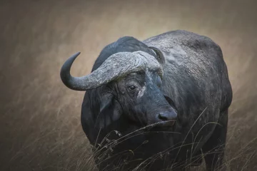 Foto op Plexiglas Buffel Geïsoleerde Kafferbuffel (Syncerus caffer) in grasland Maasai Mara. Wildlife safari-concept. Kenia Tanzania. Afrika