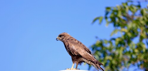 bird of prey