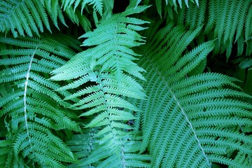 A fern is a member of a group of vascular plants (plants with xylem and phloem) that reproduce via...