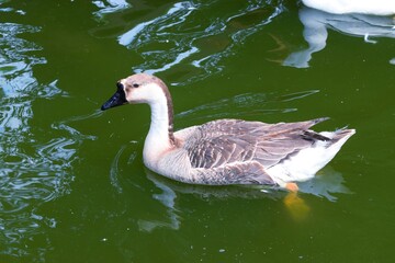 Geese swim in a pond