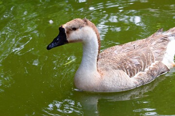 Geese swim in a pond