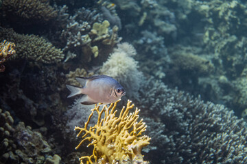 colored coral reef and fishes in the sea