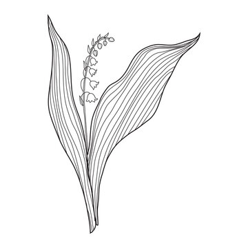 recommend clip art: Lily of the valley, Convallaria flower, outline muguet isolated on white background botanical hand drawn sketch vector doodle illustration for design package cosmetic, greeting card, wedding invite