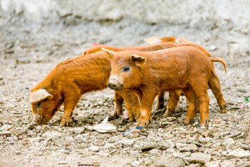 Wild pigs in Bolivia. Wildlife of Altiplano, South America