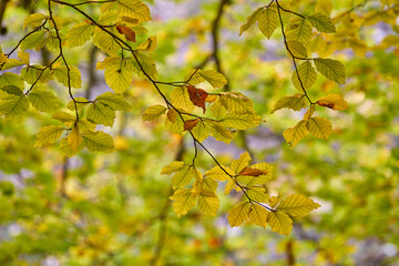 Autumn scenary in the Linza area in the Anso valley, Spanish Pyrenees