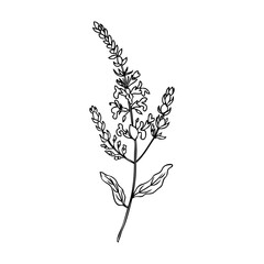 Sage flower brunch vector isolated on white background, Hand drawn healing herb, line art botanical illustration salvia officinalis, design plant for cosmetic, beauty salon, package tea, medicine - obrazy, fototapety, plakaty