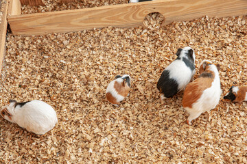 Group of guinea pig on sawdust in their cage