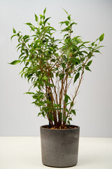 House plantof Ficus benjamina on grey pot.