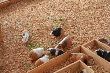 Group of guinea pig on sawdust in their cage
