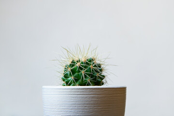 House plant cactus in white pot on against white wall
