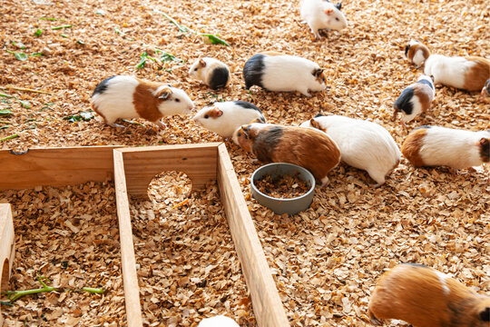 Group of guinea pig on sawdust in their cage