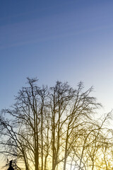 Obraz na płótnie Canvas winter tree branches bare against a clear blue sky with sunlight