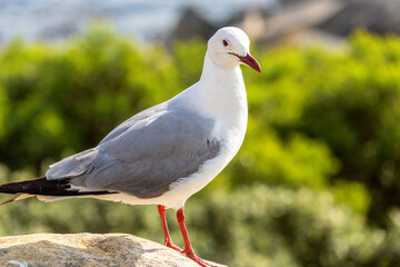 seagull standing on a rock