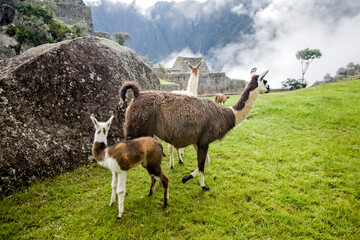 Fauna of Soth America. Lamas alpacas in Peru area