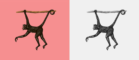 Spider monkey or Southern muriqui hanging on a tree. Hand drawn engraved sketch in woodcut style. Vector illustration in vintage style.