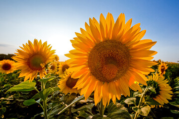 Obraz premium Yellow sunflowers field in farm. Agriculture background