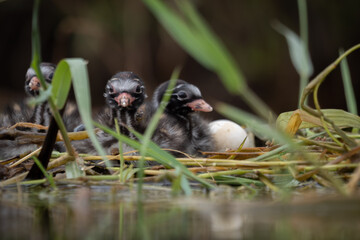 The little baby juvenile grebe on their nest, also known as dabchick, is a member of the grebe family of water birds