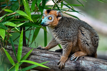 Crowned lemur (Eulemur Coronatus), endemic lemur from northern Madagascar