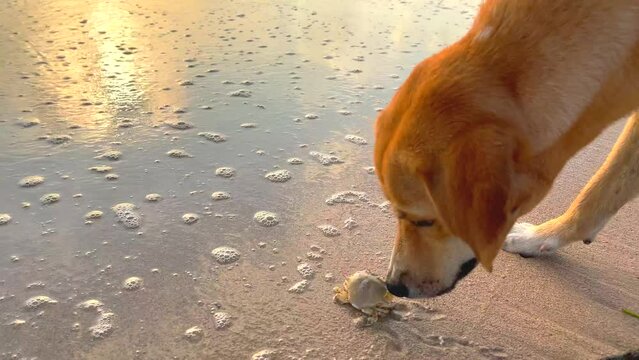 Dog catches a crab running down the sand with his paw. A funny dog pushes a crab with his paw, running to the ocean sea on the sand.