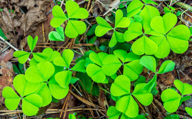 green clover texture closeup, forest nature background pattern of shamrock, trefoil green ground backdrop macro