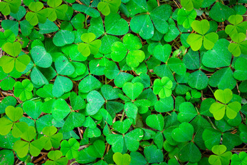 green clover texture closeup, forest nature background pattern of shamrock, trefoil green ground backdrop macro