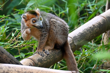 Crowned lemur (Eulemur Coronatus), endemic lemur from northern Madagascar