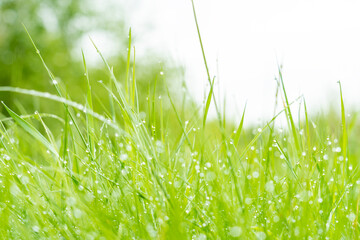 green grass with drops of water after rain,macro photo,background